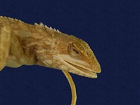 Swinhoe’s tree lizard Collection Image, Figure 6, Total 6 Figures